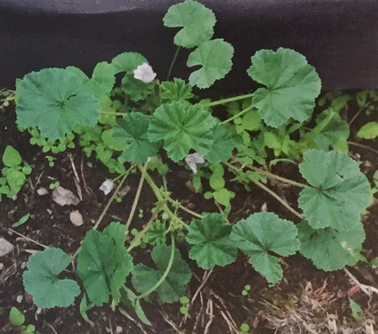 Conoscere le piante: Malva sylvestris (Malvaceae) / Malva Selvatica 2