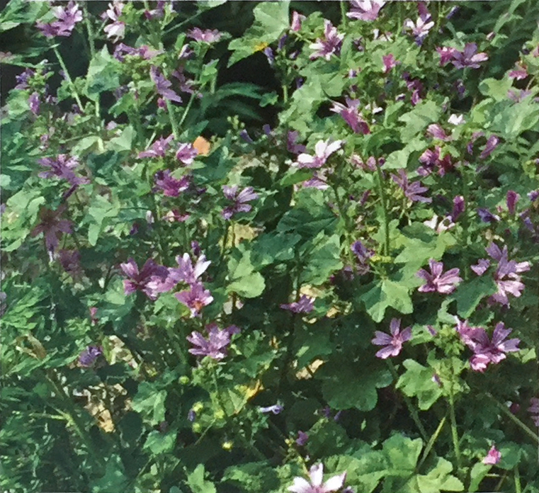 Conoscere le piante: Malva sylvestris (Malvaceae) / Malva Selvatica 1