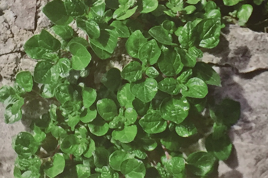 Conoscere le piante: Parietaria officinalis (Urticaceae) / Vetriola comune, erba vetriola, muraiola 2