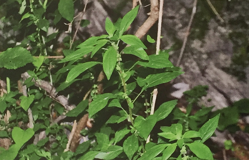 Conoscere le piante: Parietaria officinalis (Urticaceae) / Vetriola comune, erba vetriola, muraiola 1