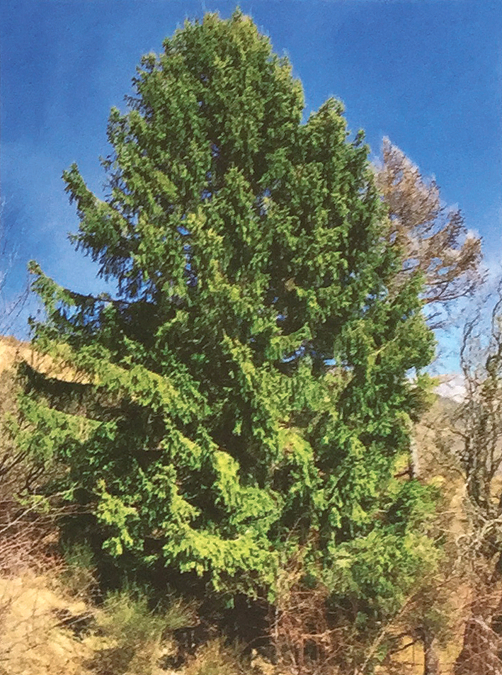 Conoscere le piante: Picea abies (Pinaceae) / Abete rosso, Peccio 2