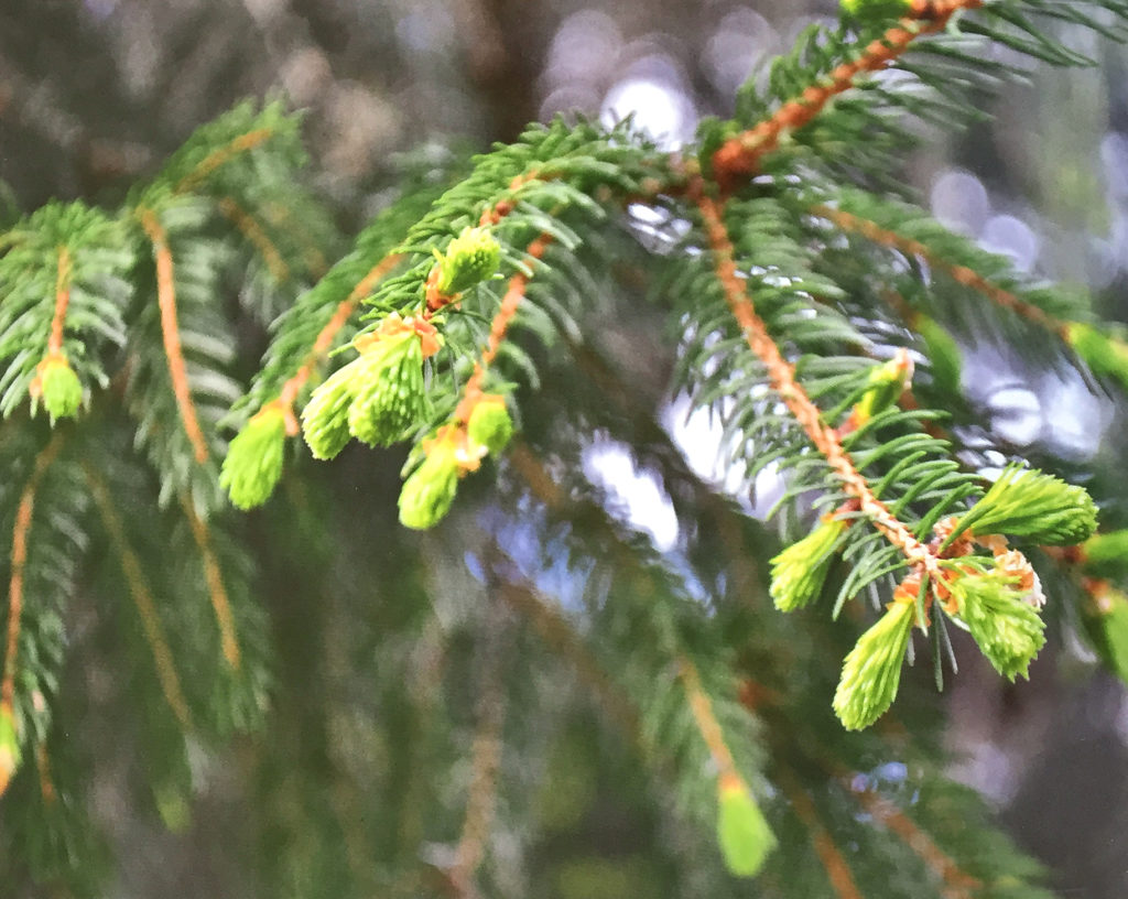 Conoscere le piante: Picea abies (Pinaceae) / Abete rosso, Peccio 1