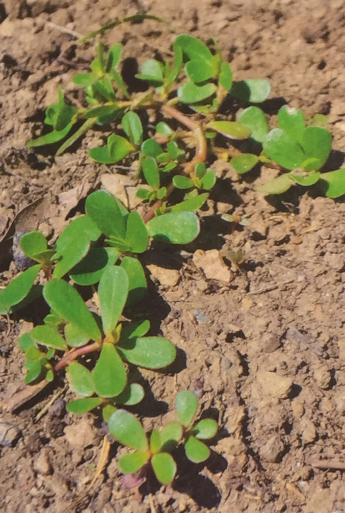 Conoscere le piante: Portulaca oleracea (Portulacaceae) / Porcellana comune 1