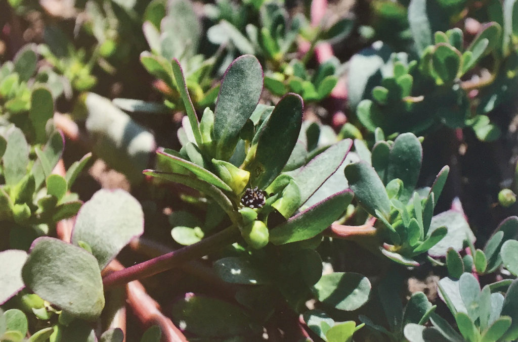 Conoscere le piante: Portulaca oleracea (Portulacaceae) / Porcellana comune 2