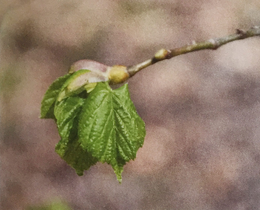 Conoscere le piante: Tilia platyphyllos e Tilia cordata (Malvaceae) / Tiglio nostrano, tiglio selvatico 2