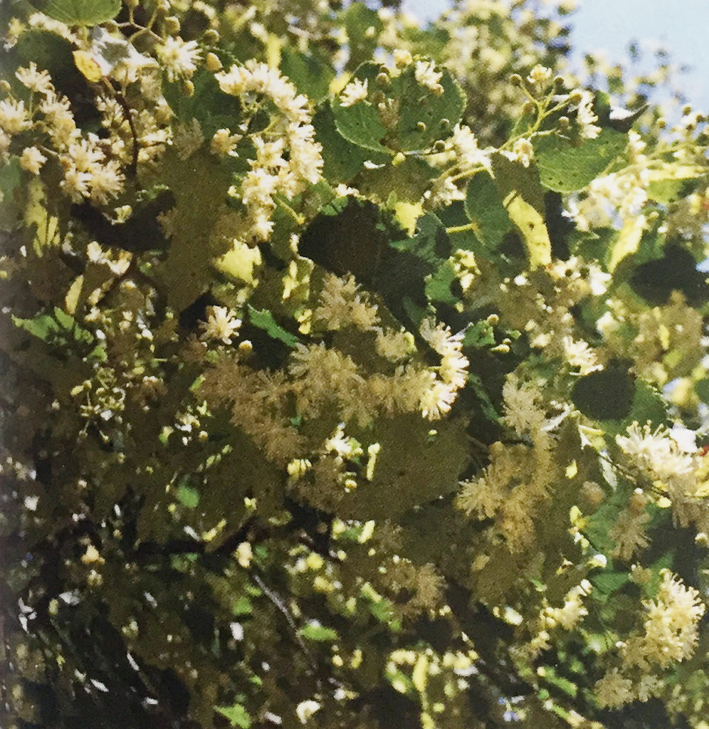 Conoscere le piante: Tilia platyphyllos e Tilia cordata (Malvaceae) / Tiglio nostrano, tiglio selvatico 1