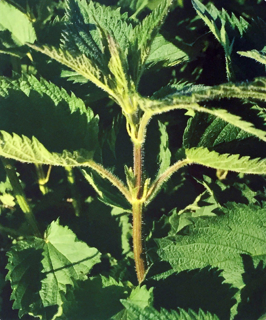 Conoscere le piante: Urtica dioica (Urticaceae) / Ortica comune 1