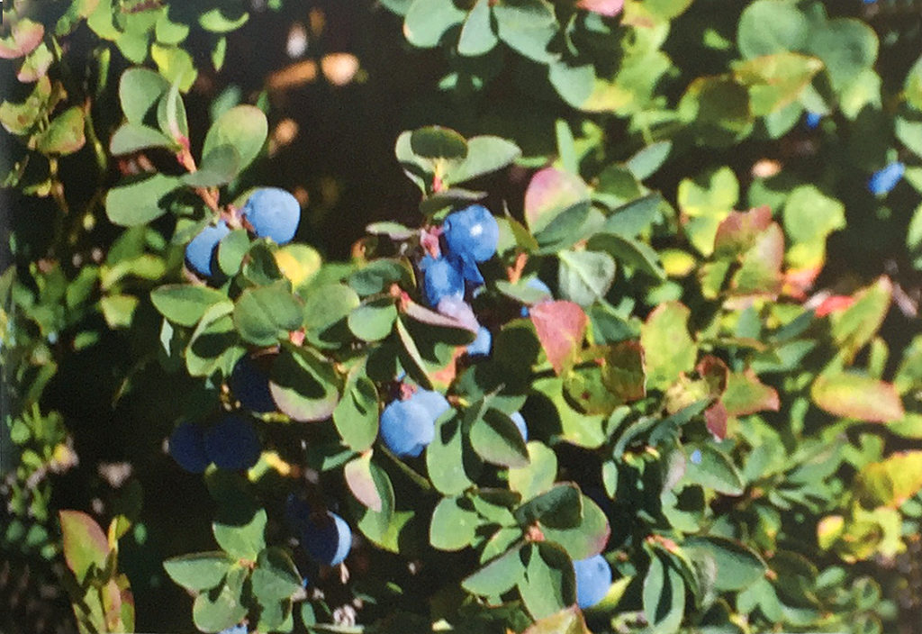 Conoscere le piante: Vaccinium myrtillus (Ericaceae) / Mirtillo nero 1